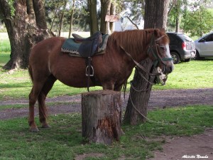 Paseos en caballo