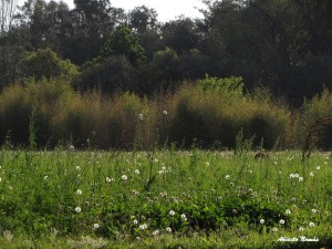 Verde en La Manuquita