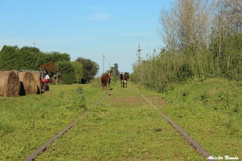 Caballos en la vía