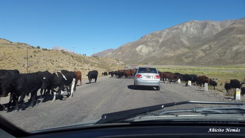 Vacas en la 222