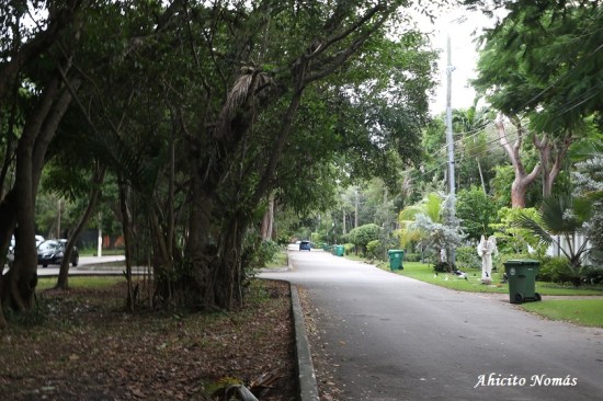 Calles Coconuts Grooves