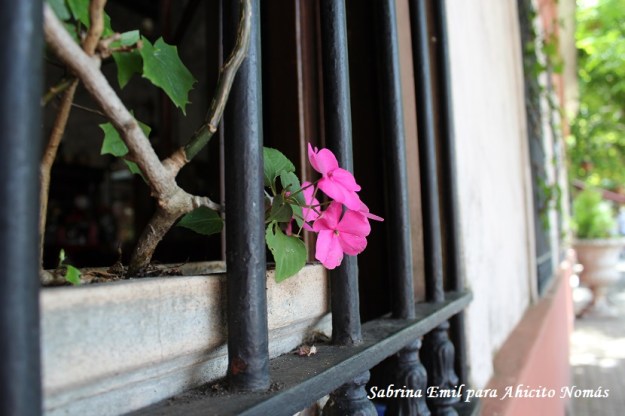 Flores en la vetana