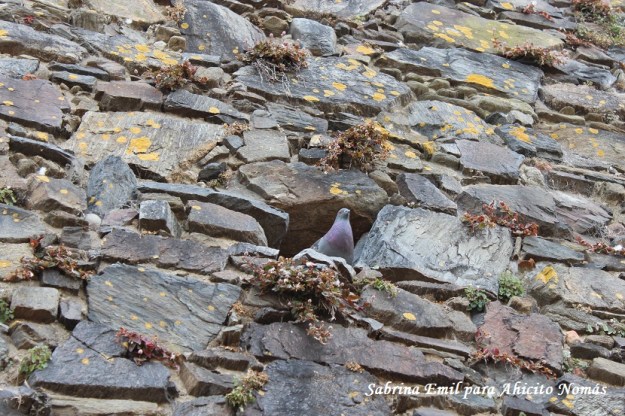 Palomas en el Convento