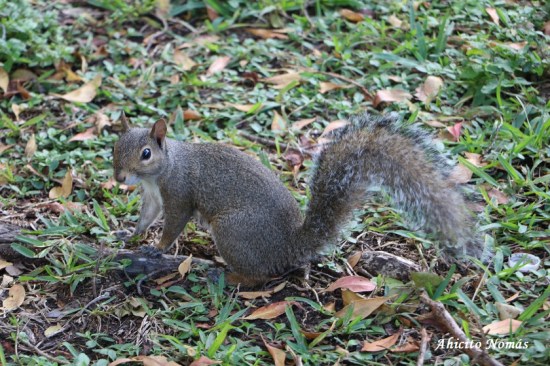 Habitantes del parque