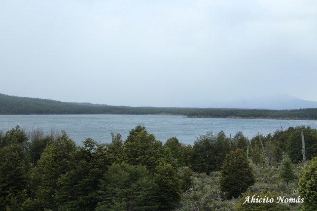 Lago detras de los árboles