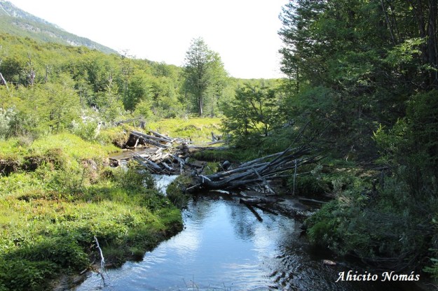Diques cortan el arroyo