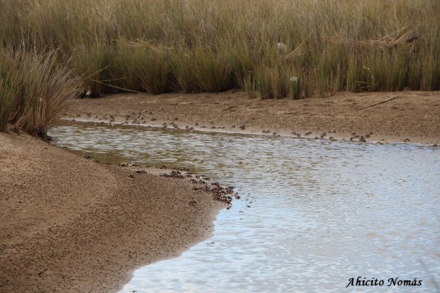 Arroyo de cangrejos