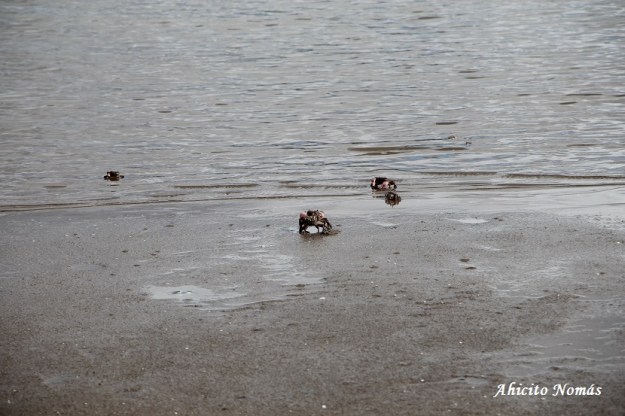 Cangrejos en la orilla