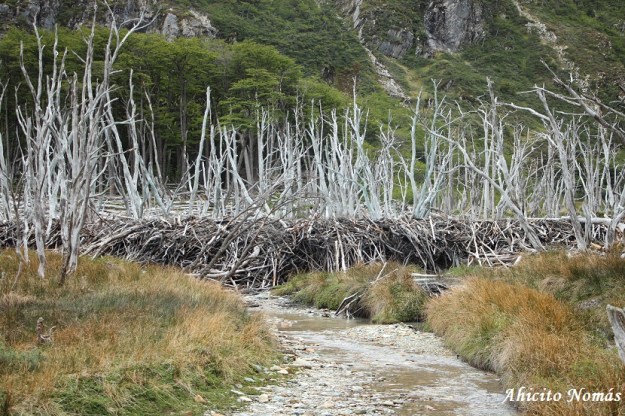 Arboles secos por los castores