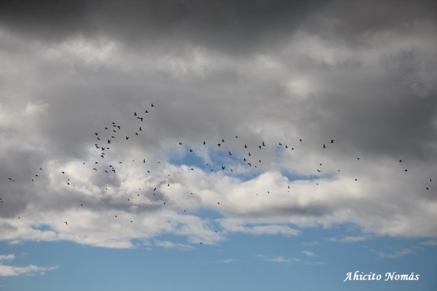 Aves contra las nubes