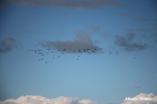 Aves en el cielo
