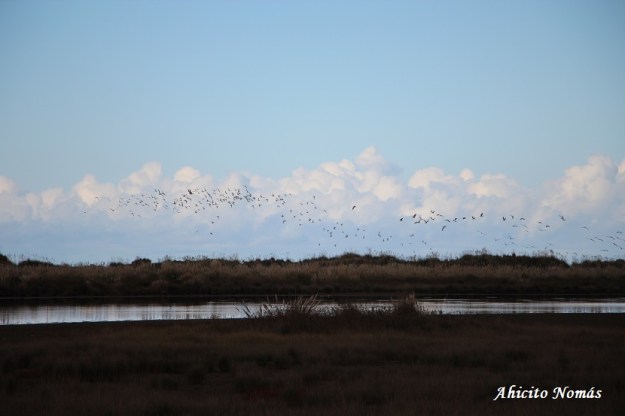 Bandada contra las nubes