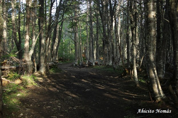 El camino dentro del bosque