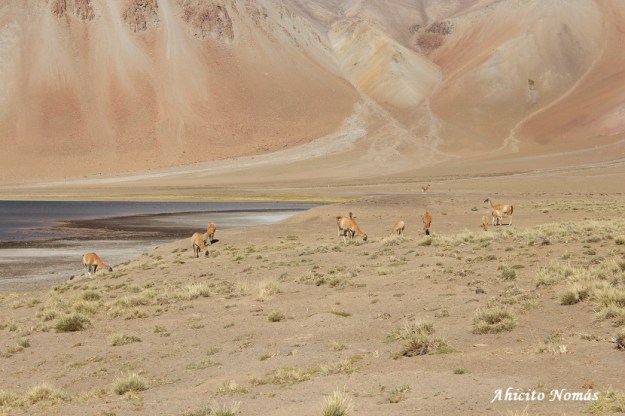 animales-de-la-laguna