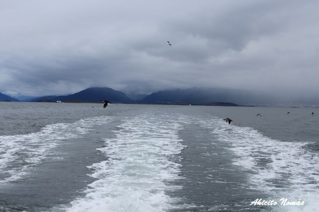 skuas-a-toda-velocidad